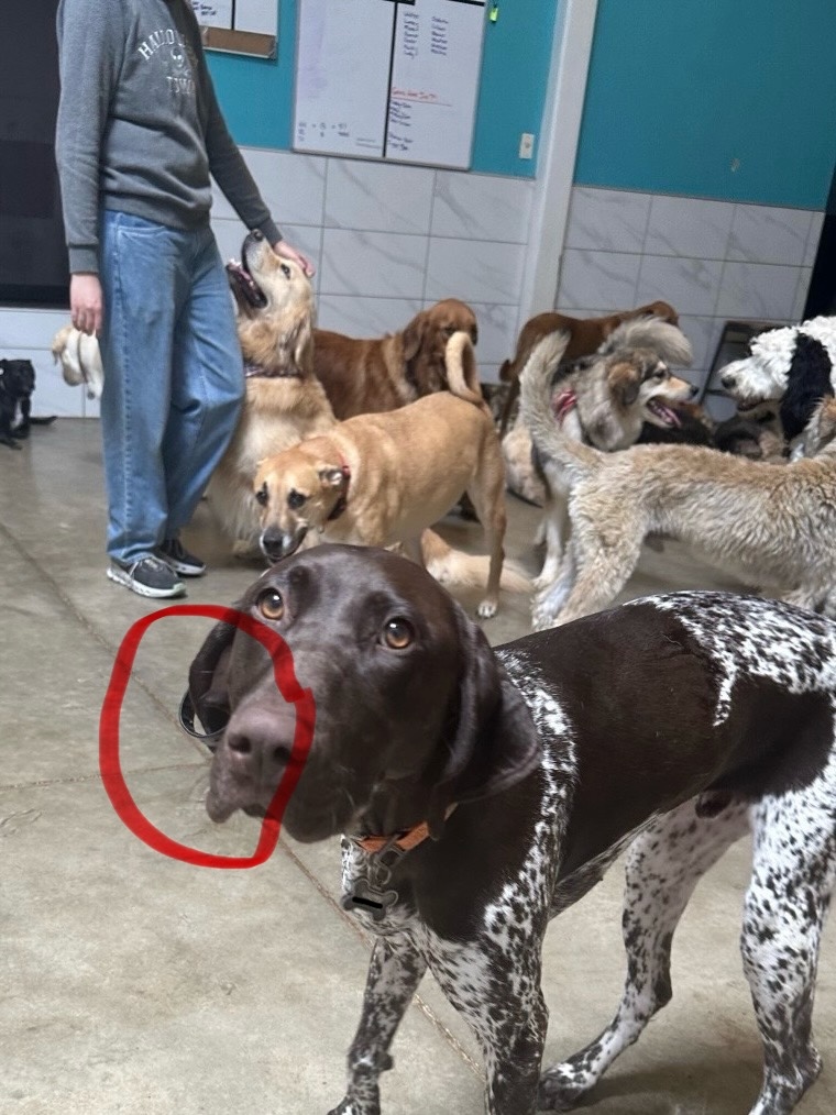 Mak Pack Dog Training & Boarding cover