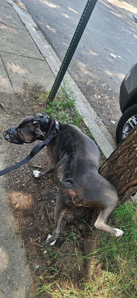 DogWalkingDC cover image