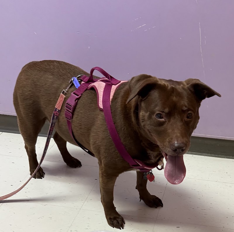 North Paw Animal Hospital cover image