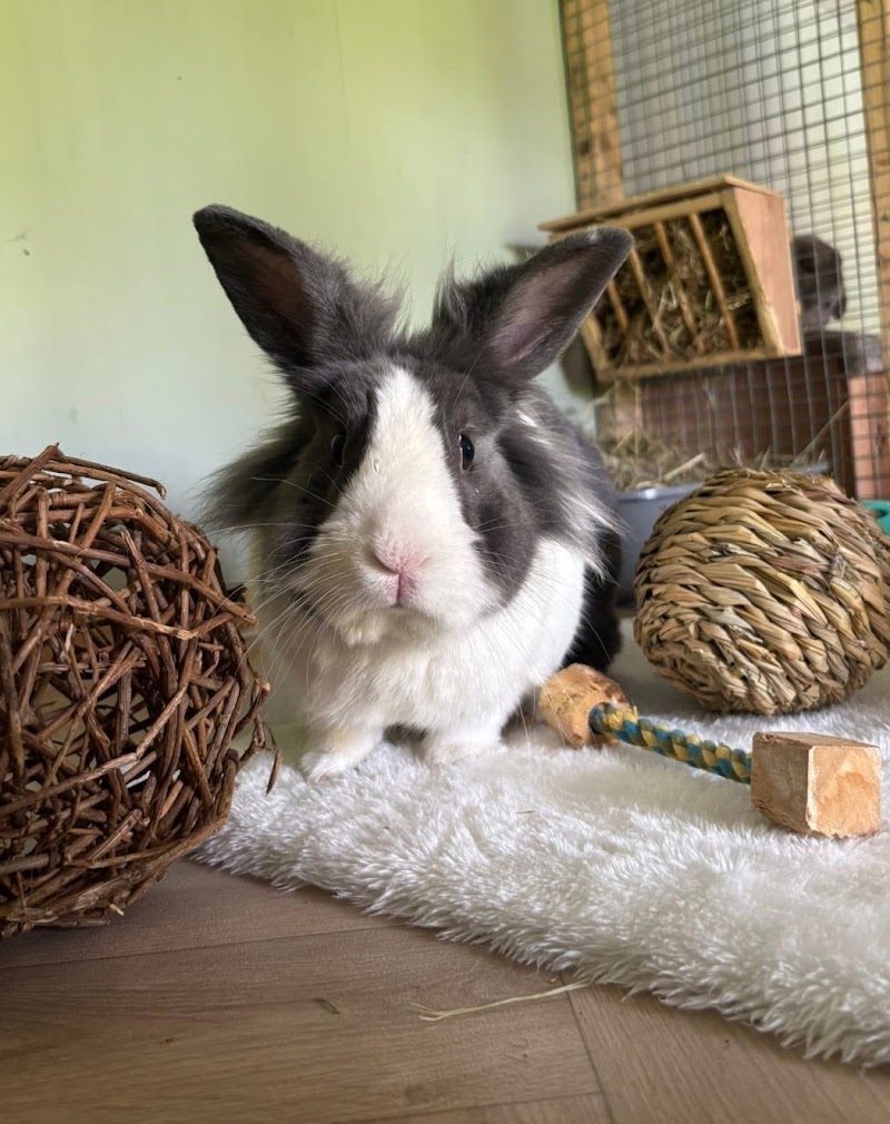 Belfast Small Animal Boarding cover