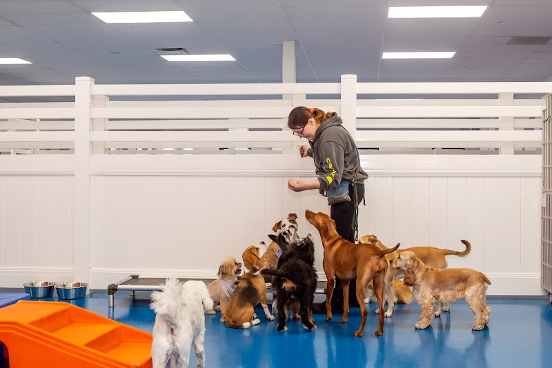 Canine To Five cover image