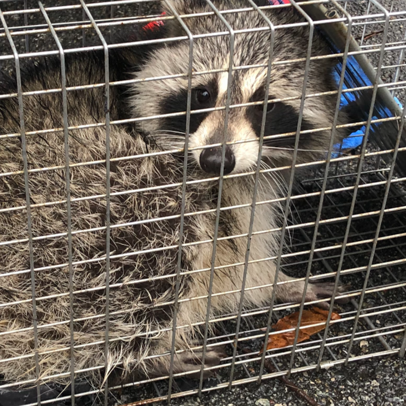 Pest by MD cover image