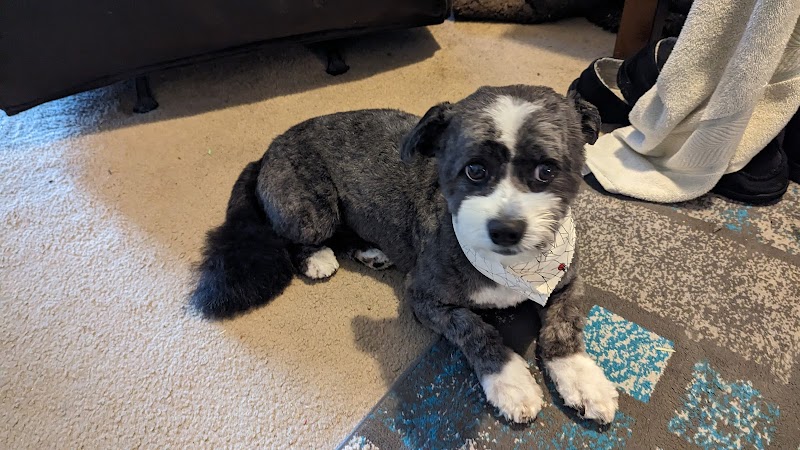 Robin's Grooming Nest cover image