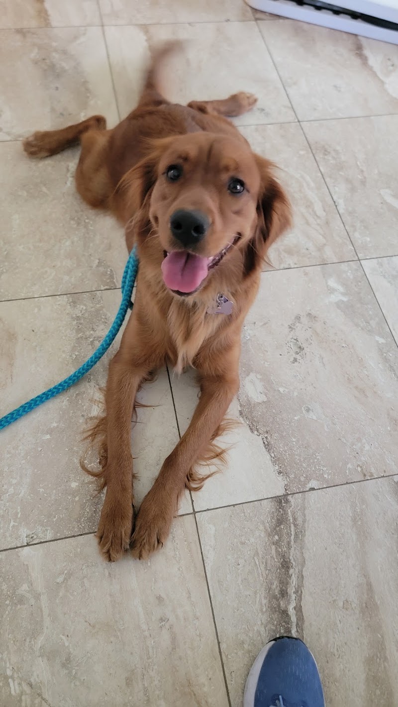 Pampered Pups Dog Sitting cover image