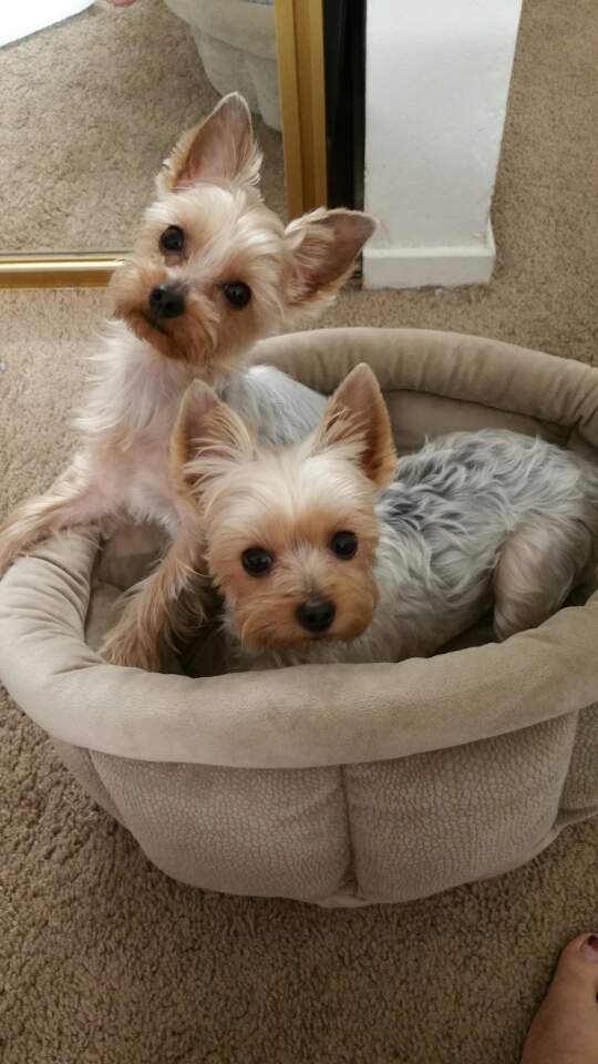 City Dog Pet Grooming cover image