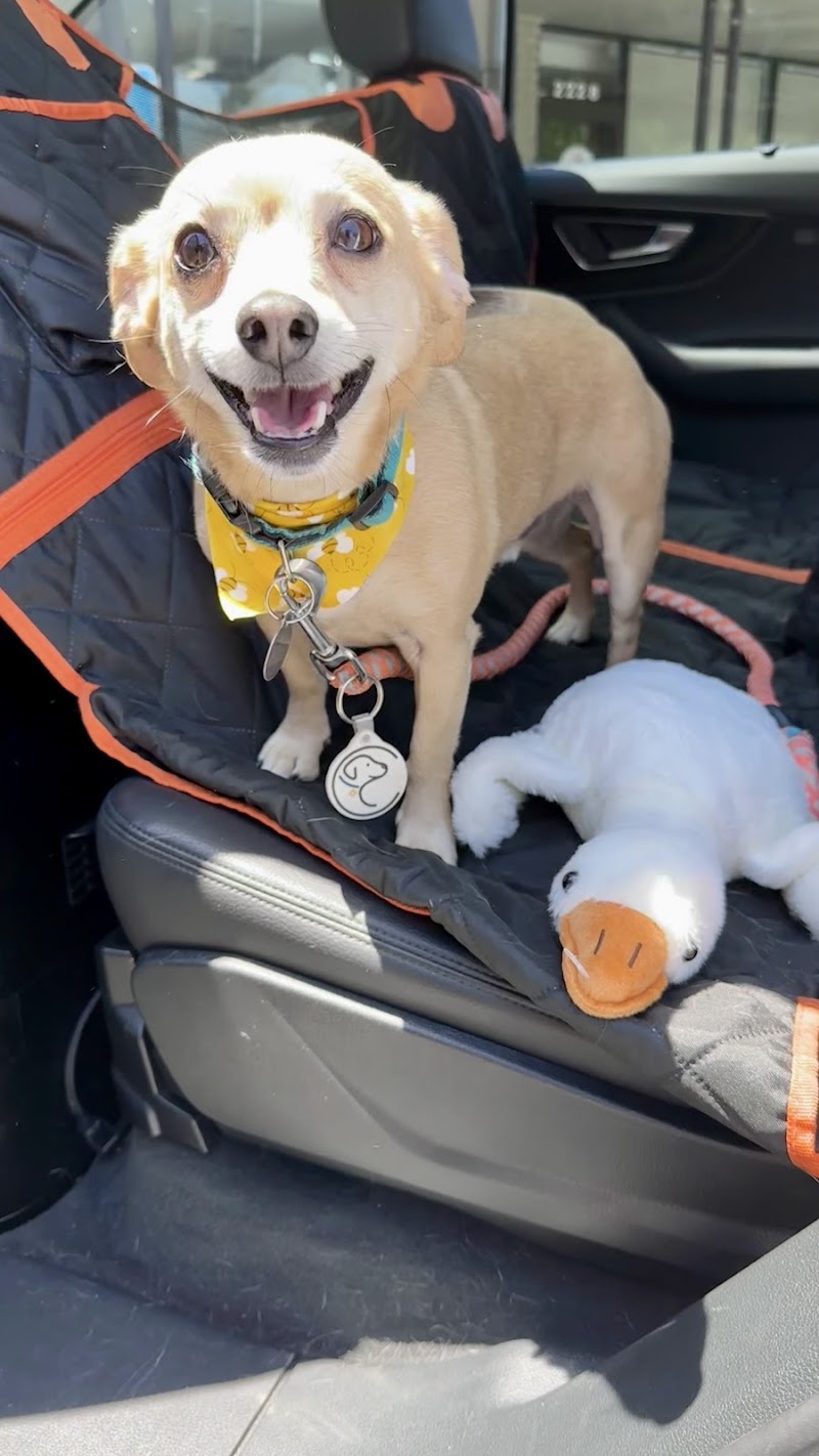 Muddy Paws cover image