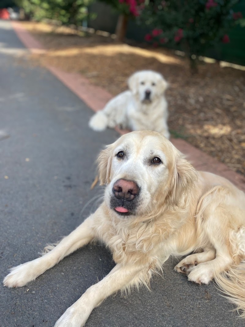 A Dog's Hide-A-Way cover image