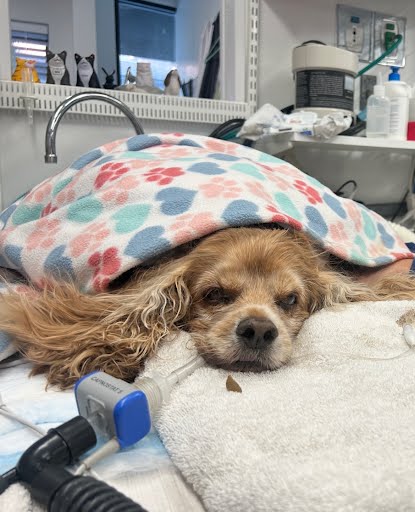 Kensington Veterinary Hospital cover image