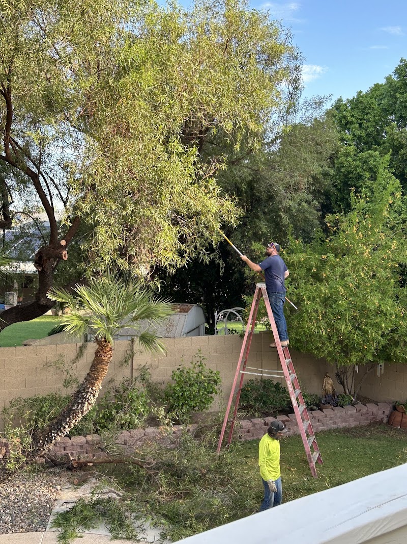 Twilight Tree and Landscapes cover image