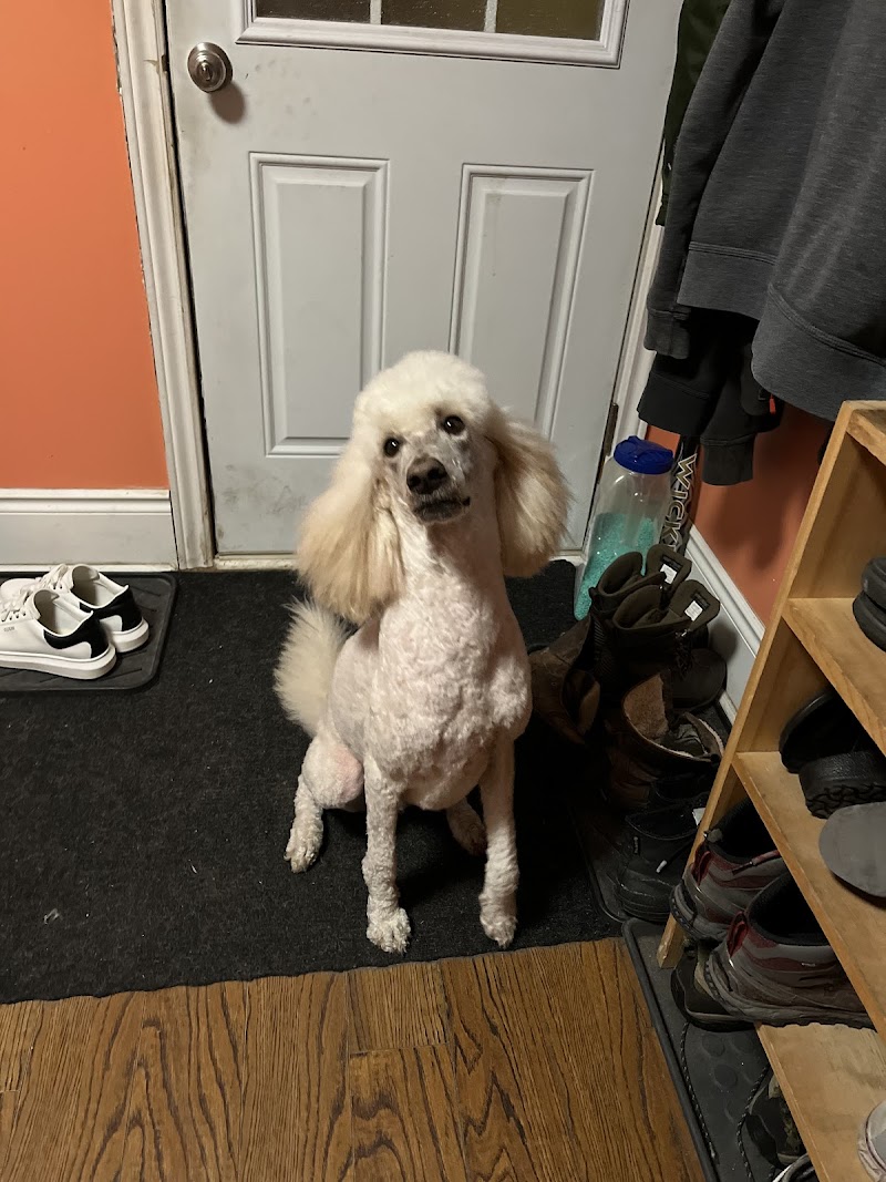 Diamond in the Ruff Dog Groomers cover image