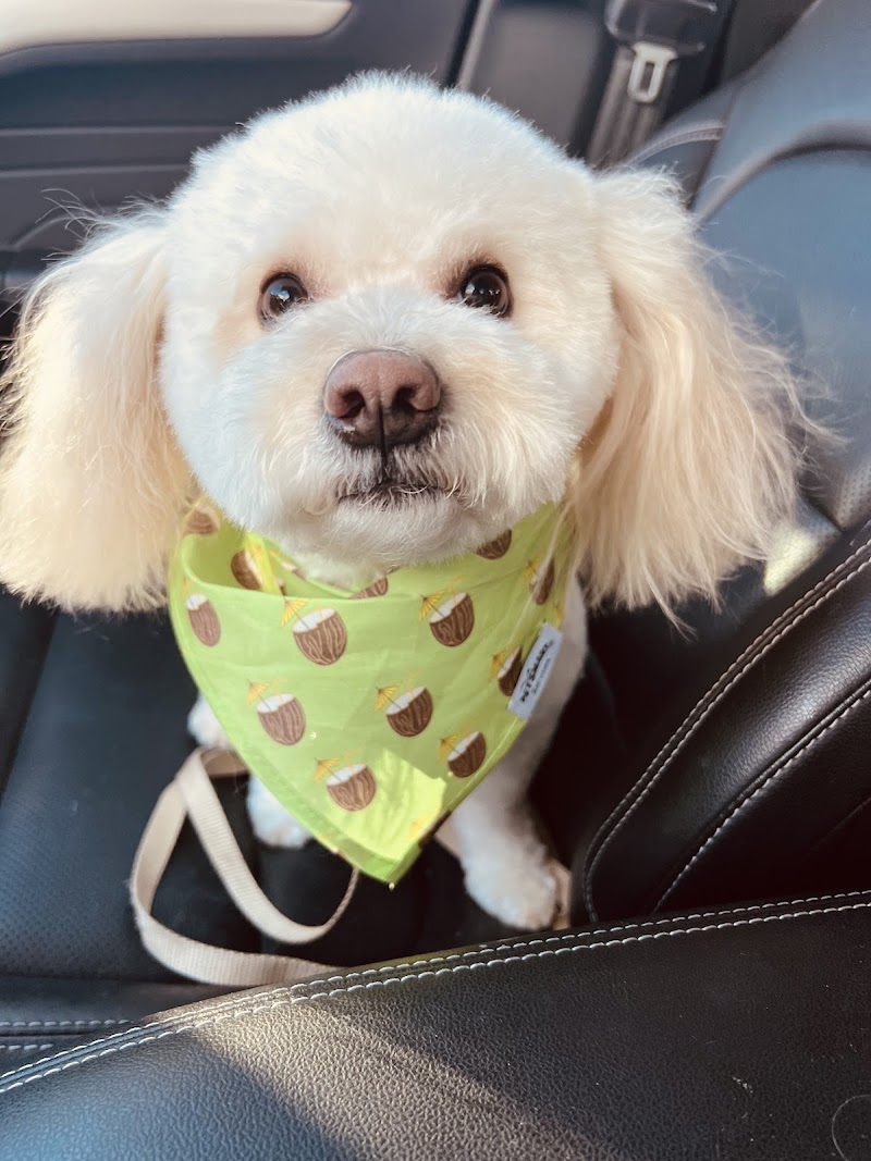 Aurora Pet Grooming cover image