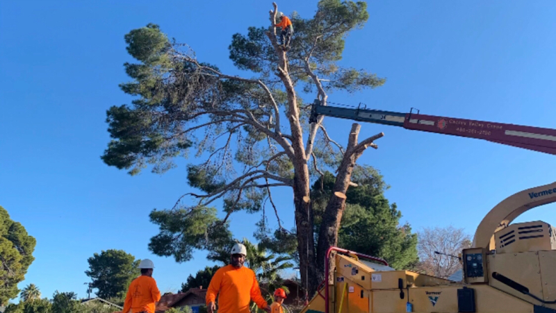 Harris & Sons Tree Specialists cover image