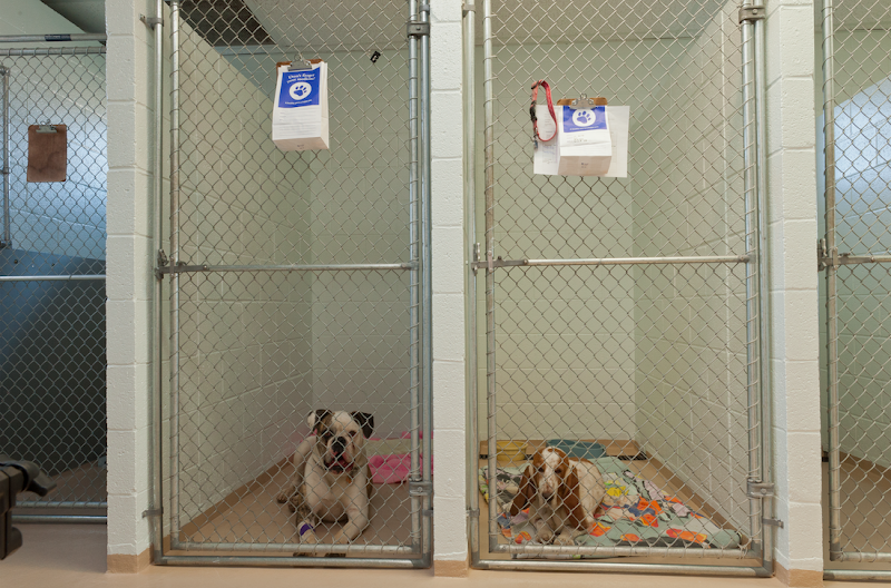 Aztec Animal Clinic cover image