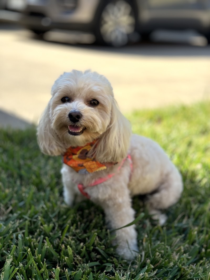 Rita’s Grooming Spa cover image