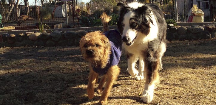 River Dogs Resort cover image