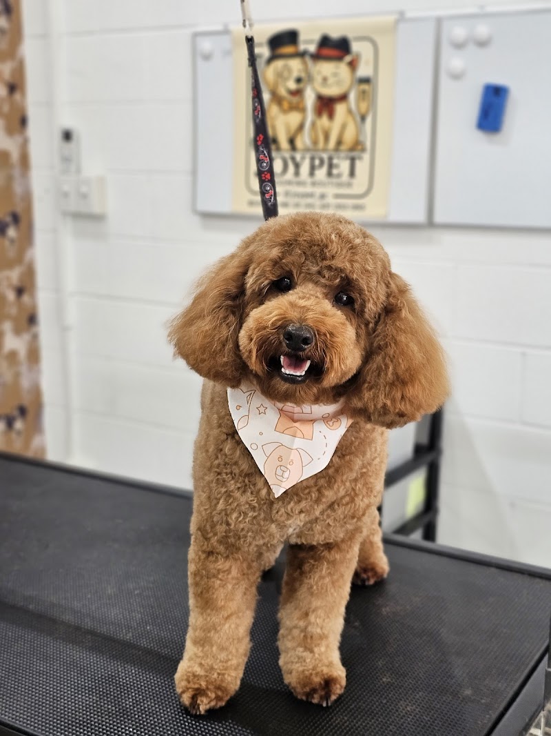 Joypet - Cat/Dog Grooming Salon cover image