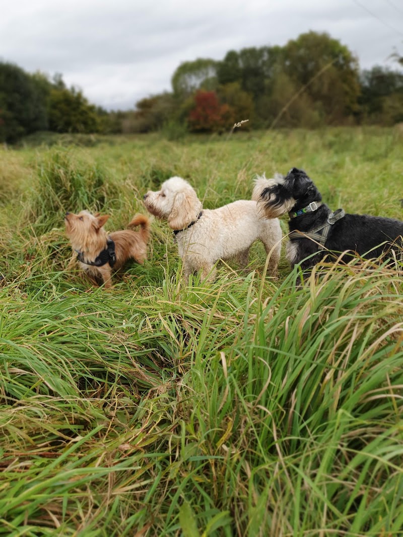 dogs4walks cover image