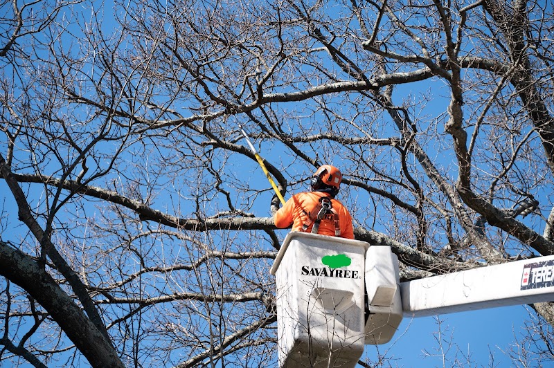 SavATree - Tree Care Service cover image