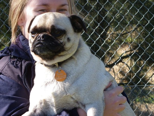 Paws a While Boarding Kennels cover image