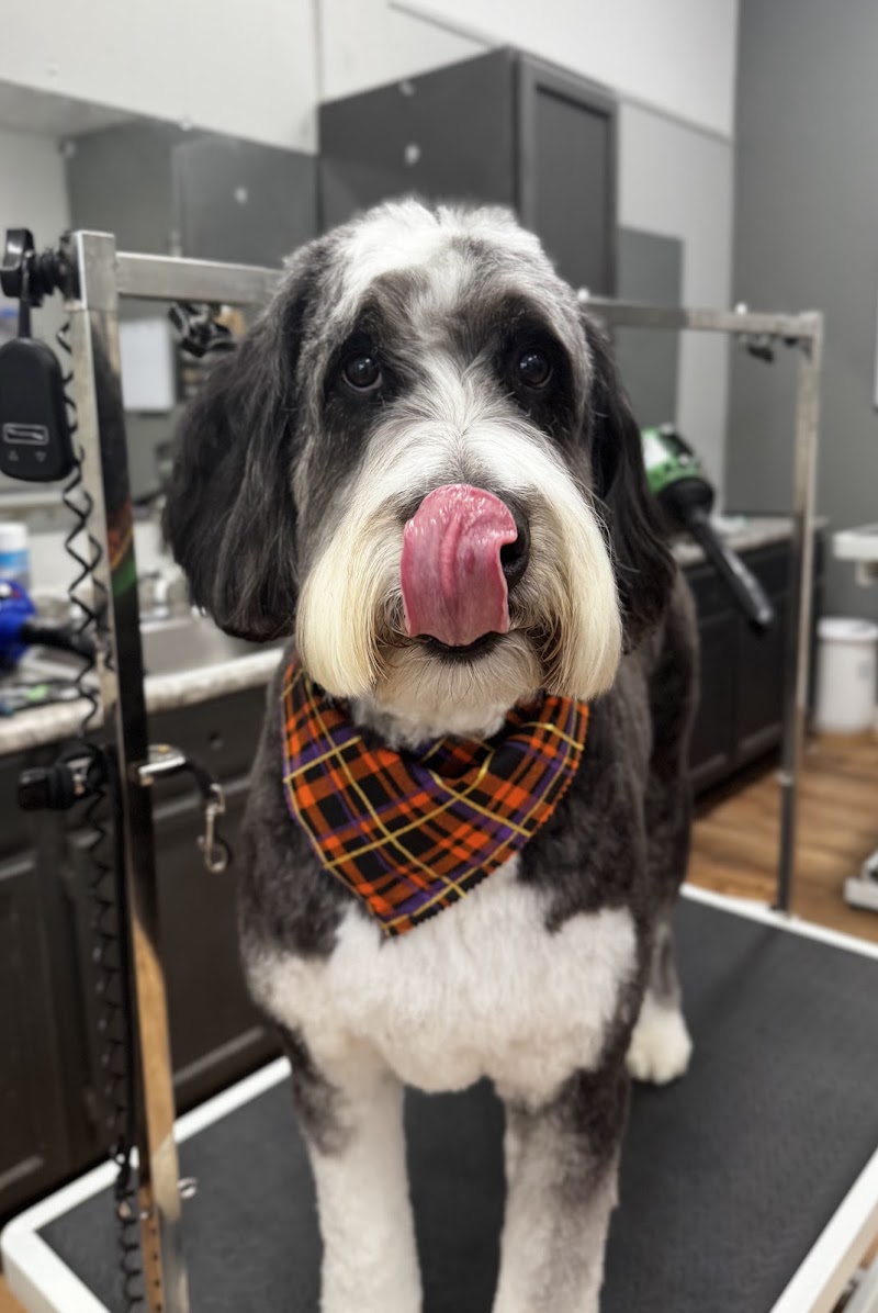 Platinum Pooch Grooming & International Dog Spa - WestPark cover image