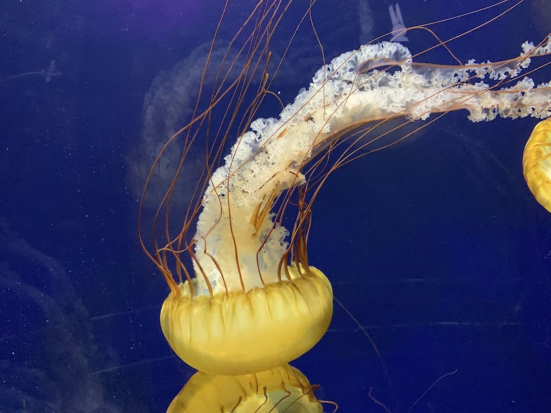 Aquarium of the Bay cover image