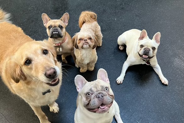 FUReverFUN Dog Care Services cover image