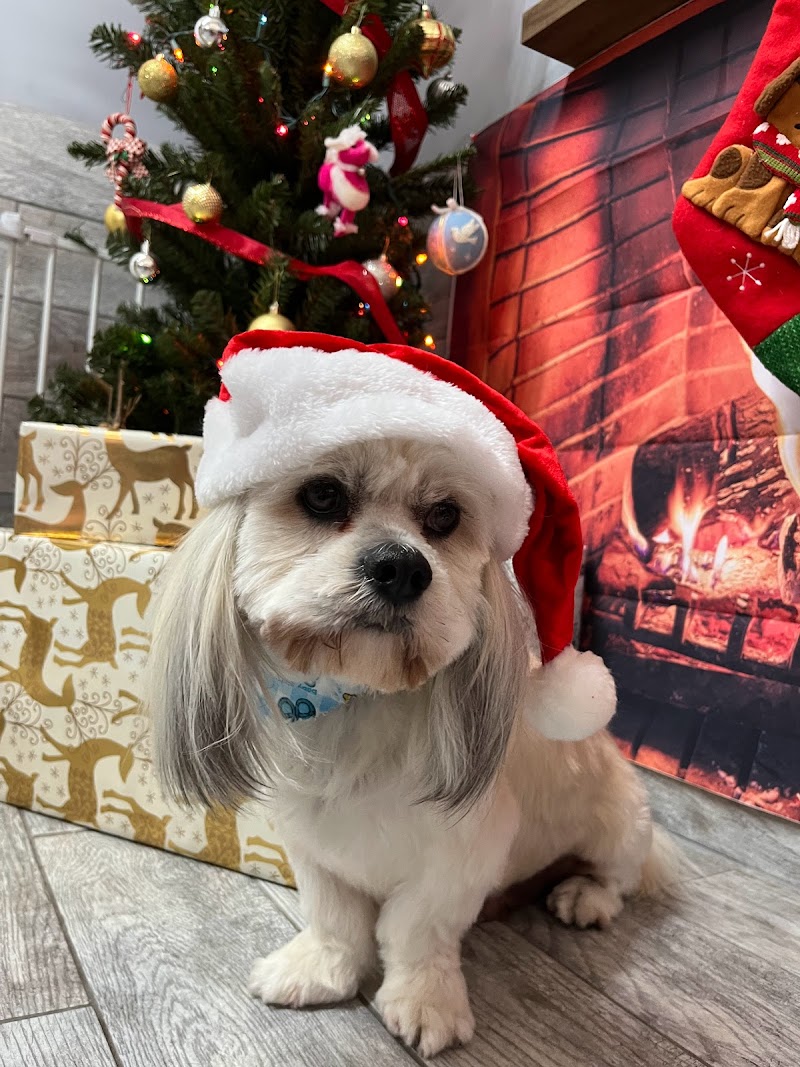 Puppy Love cover image