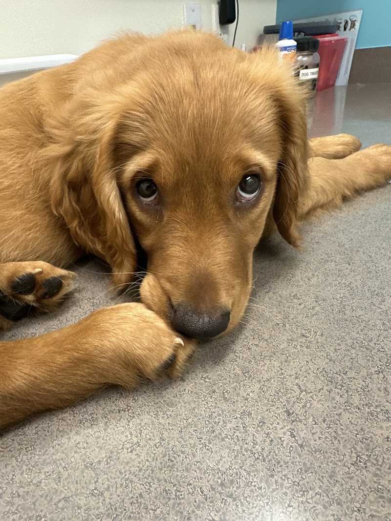 Austin Vet Hospital cover image