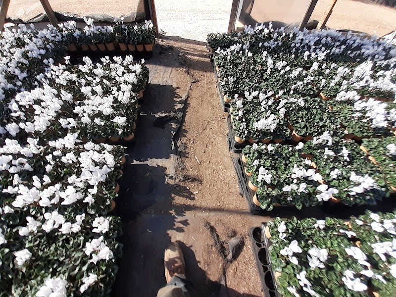 United Plant Growers Nursery cover image