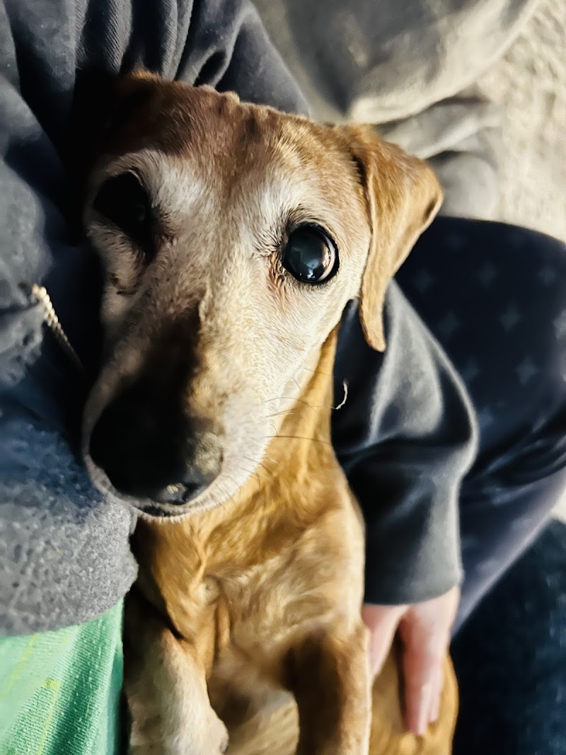 ABC Animal Clinic and Hospital cover image