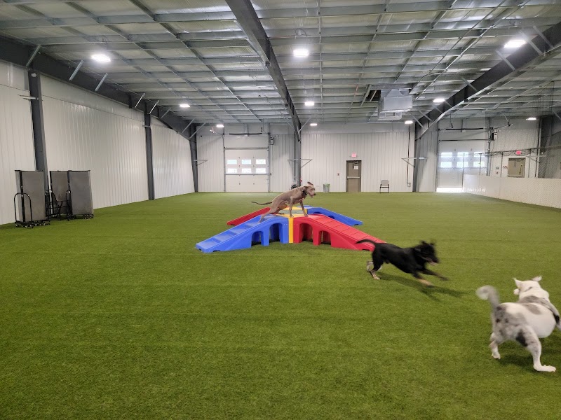 Ruff House | Dog Boarding, Day Care, Indoor Dog Park cover image