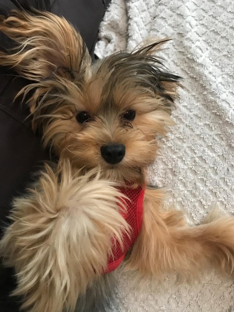 Nancy's Pet Sitting cover image