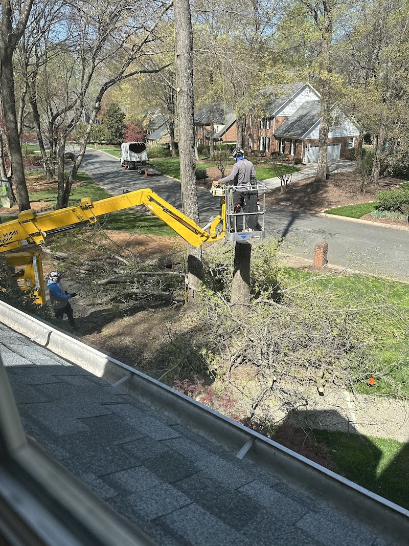 Hi Tree Service cover image