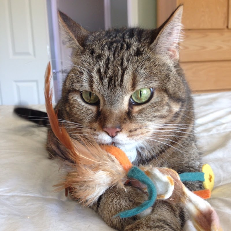 Majestic Paws Chicago cover image