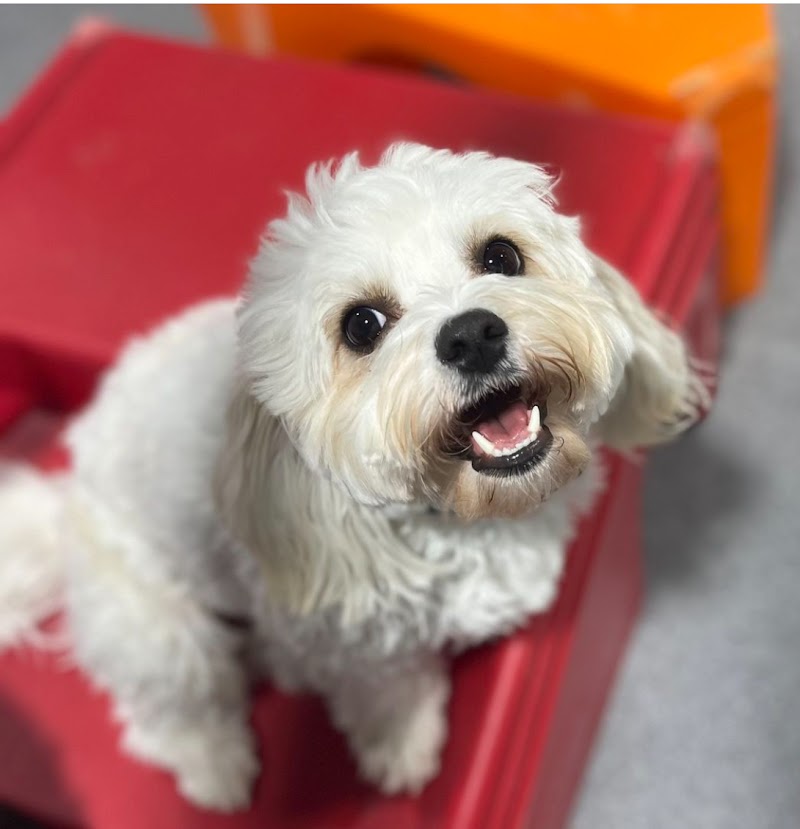 Puppy Haven - Buckhead cover image