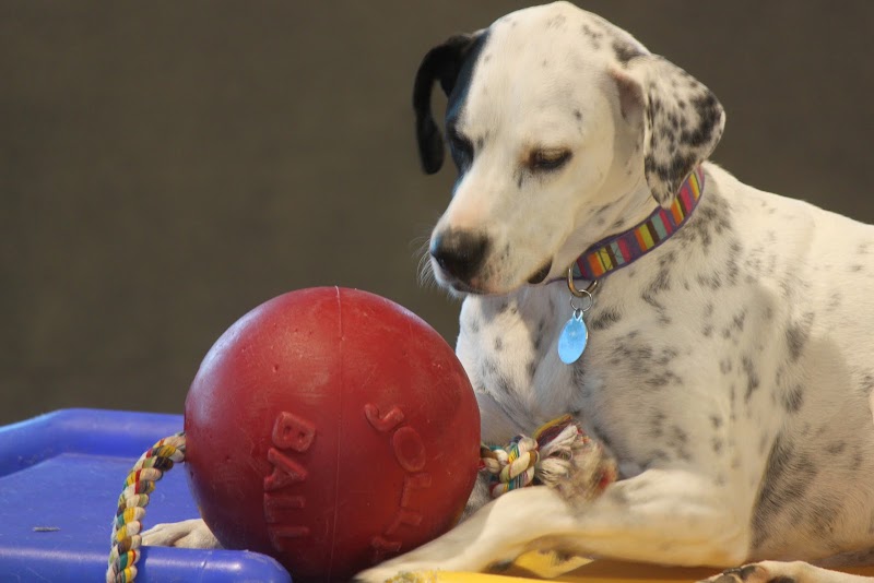 Love My Dog Resort & Playground cover image