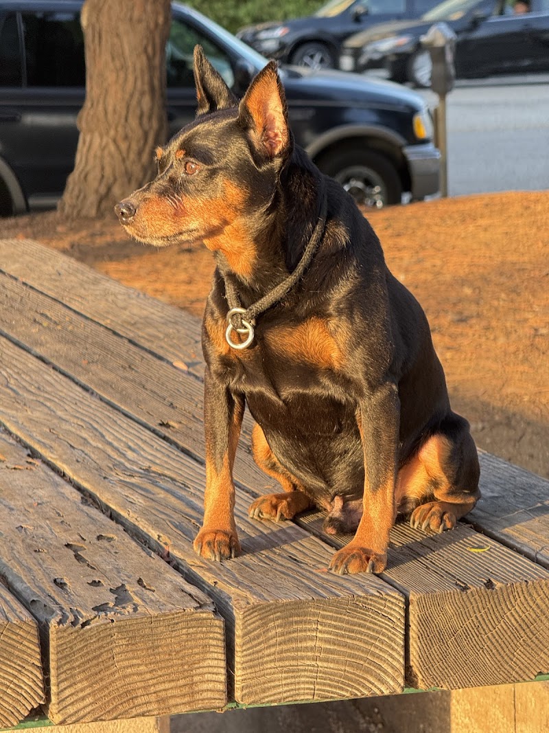 Dominant Dogs, Aggressive Dog Training & Rehabilitation in Santa Monica & Los Angeles cover image