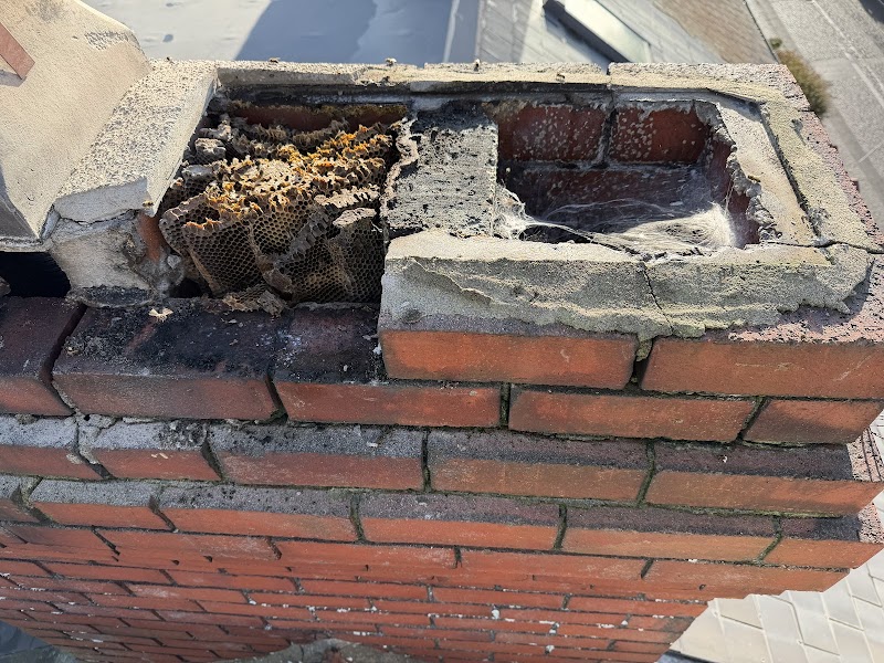 Pestforce Pest Control Cardiff cover image