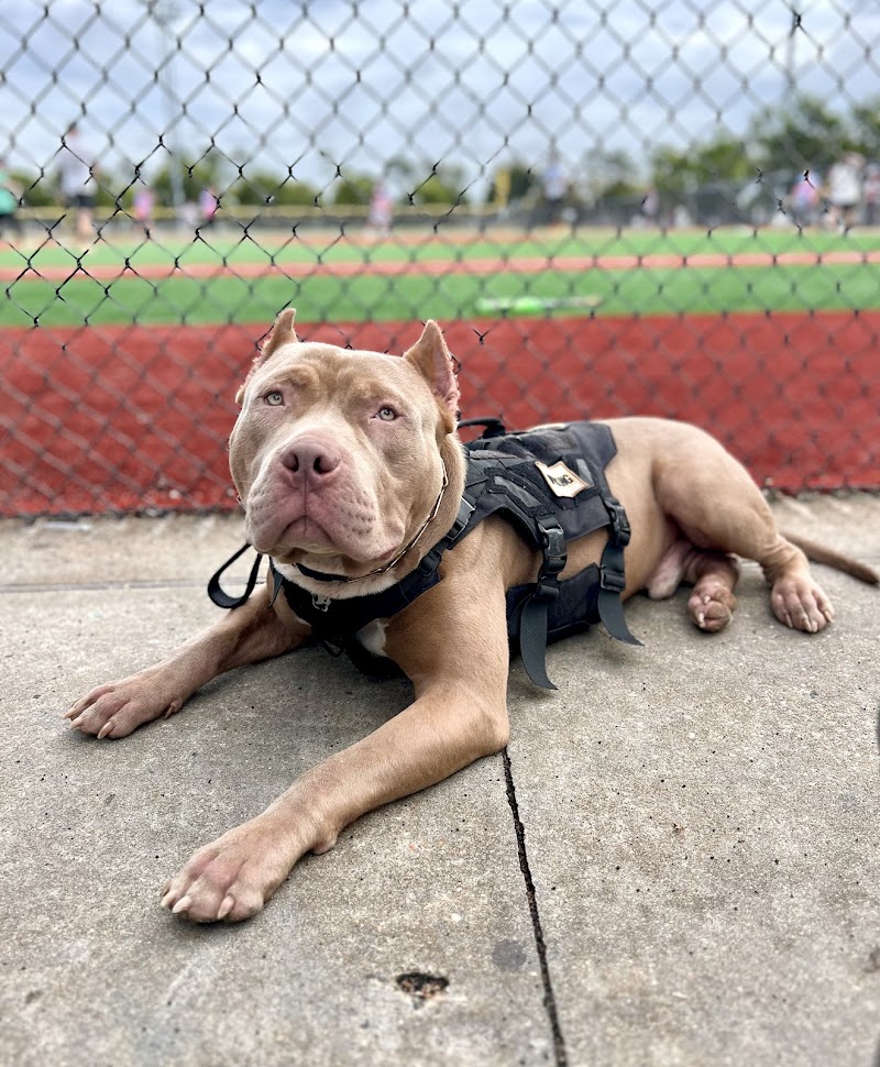 Real Deal Kennels & K9 Training cover image