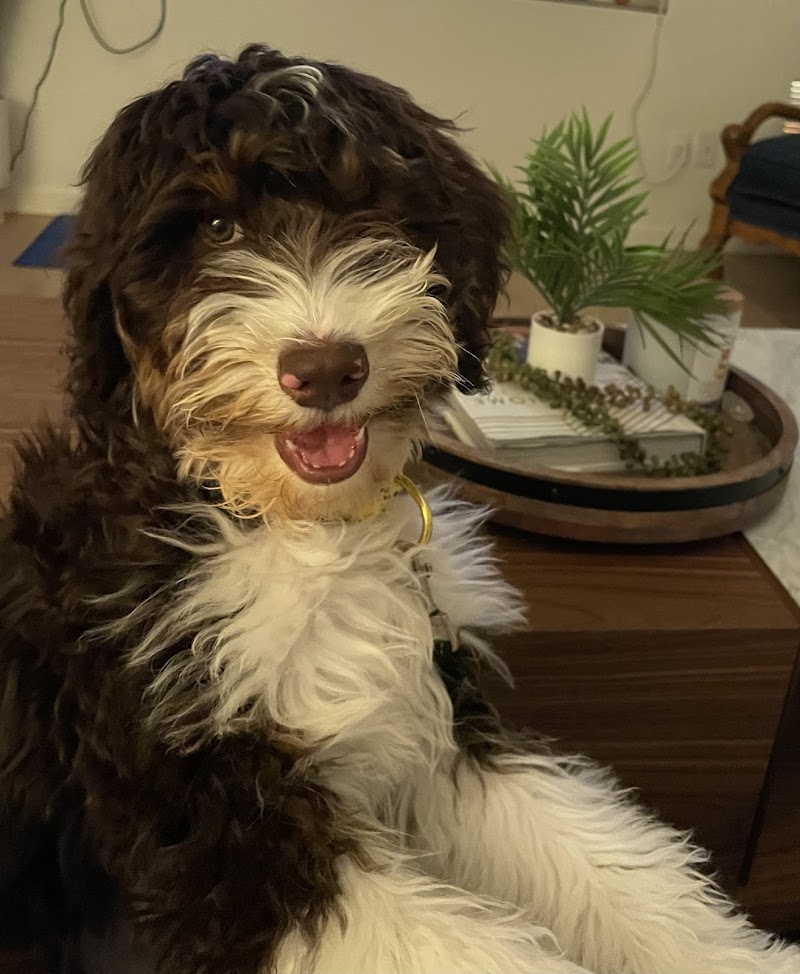 East Valley K9 Services LLC cover image