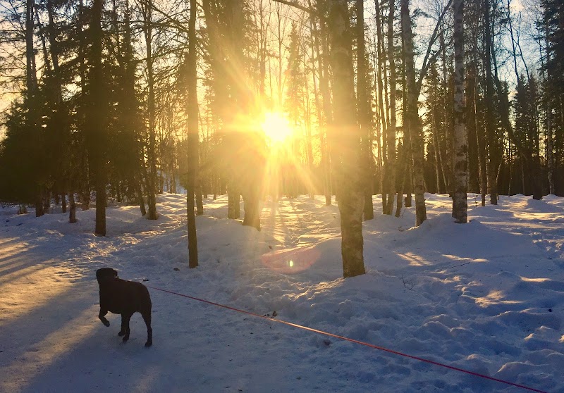 The Dog Mama cover image