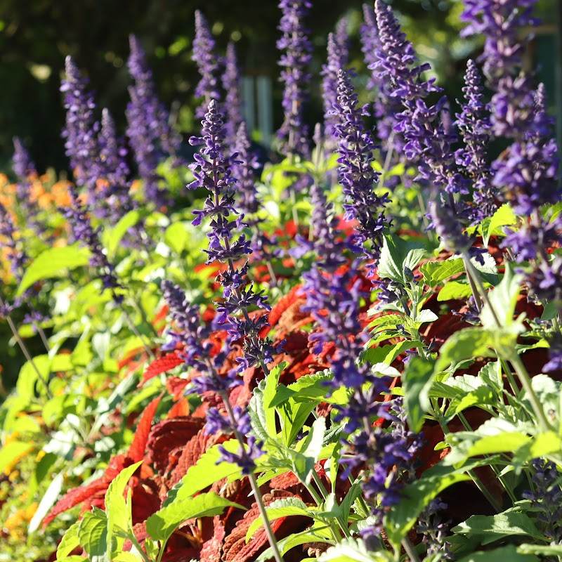 Pinder's Nursery cover image