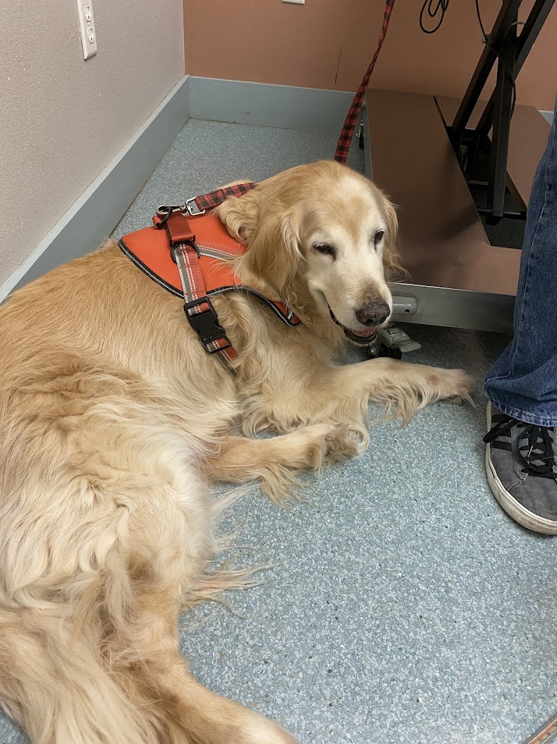 Central Animal Hospital cover image