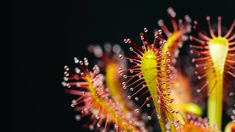 WE BITE RARE & UNUSUAL PLANTS cover image