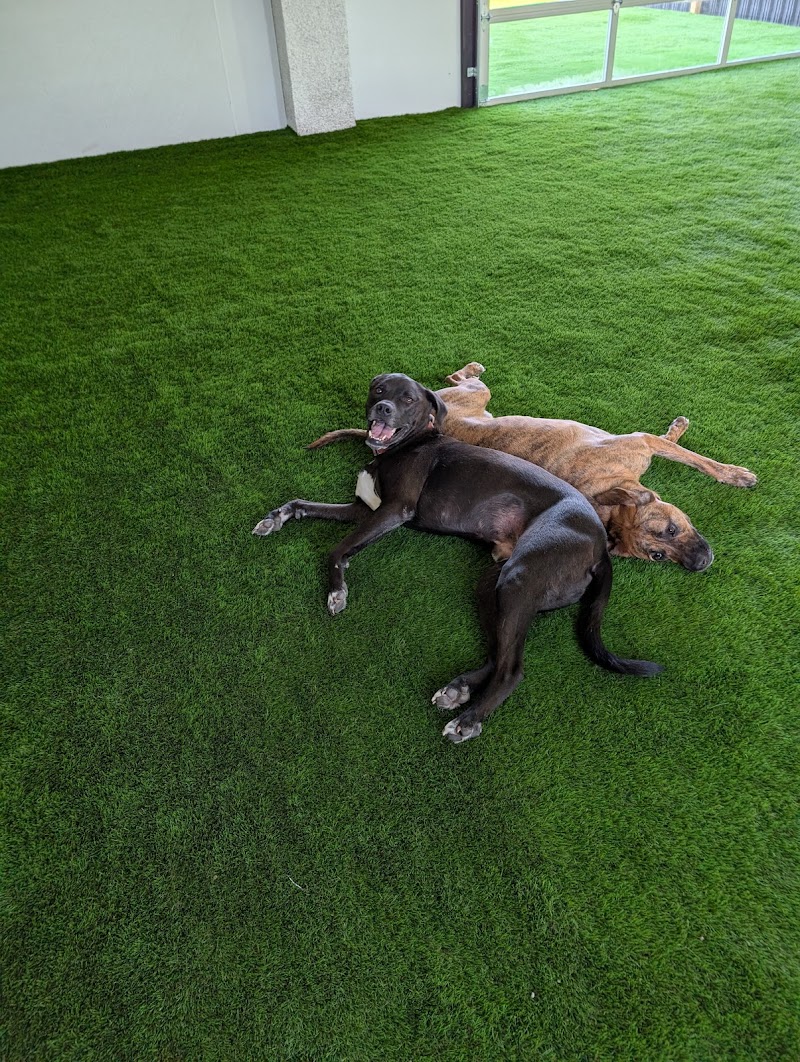 Suite Paws cover image