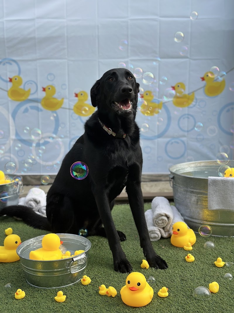 Puppy Playground cover image