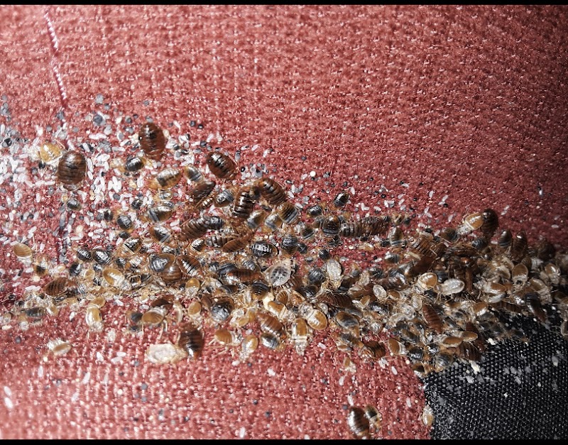 A.P. Pest Control cover image