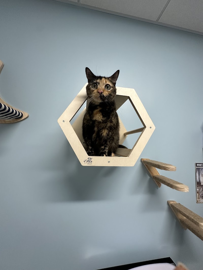 Lbc Vets Primary and Urgent Care cover image