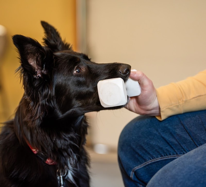 Northern Tails Dog Training & Intuitive Animal Communication cover image