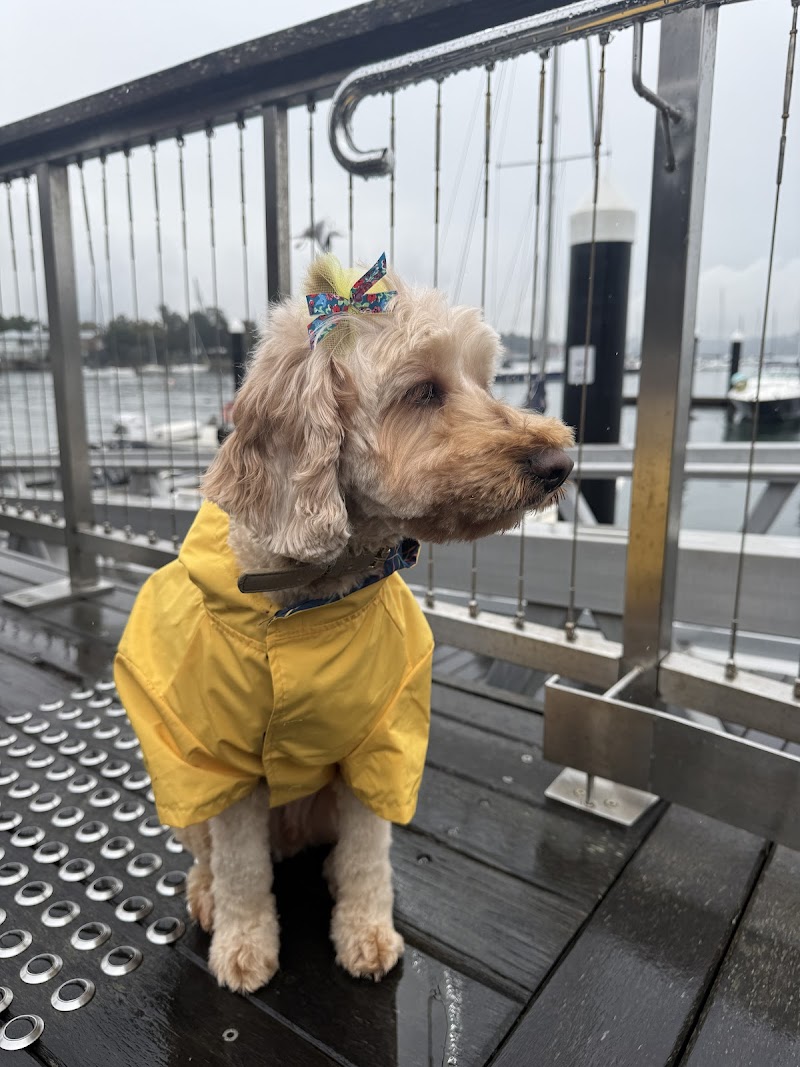 Flawless Paws Pet Grooming cover image